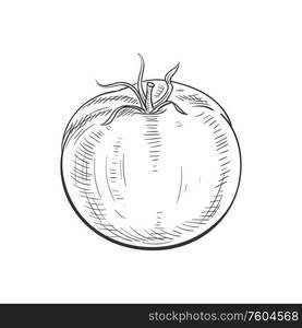 Tomato isolated sketch icon. Vector berry vegetable, tomato. Monochrome tomato isolated vegetable