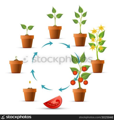 Tomato plant growth stages. Plant growth stages. Tomato growing circle, seeds and sprout, branch leaves and tomatoes phases vector illustration