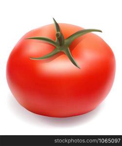 tomato vector illustration isolated on white background