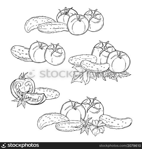 Tomatoes and cucumbers. Hand drawn vegetables on white background. Vector sketch illustration.. Hand drawn tomatoes. Vector sketch illustration.