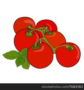Tomatoes. Fresh ripe red whole tomatoes vegetable with basil leaves. Vector sketch icon. Farm garden vegetarian isolated product element for grocery shop design