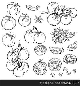 Tomatoes. Hand drawn vegetables on white background. Vector sketch illustration.. Hand drawn tomatoes. . Vector sketch illustration.