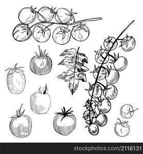 Tomatoes. Hand drawn vegetables on white background. Vector sketch illustration.. Tomatoes. Hand drawn vegetables on white background