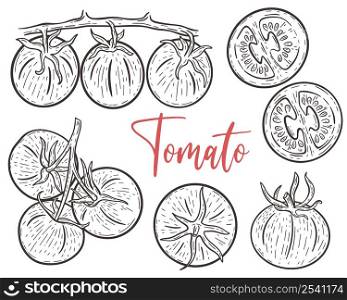Tomatoes hand engraving set. Tomatoes on branch, whole and parts sketch collection. Vintage image of vegetables vector illustration. Tomatoes hand engraving set