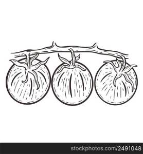 Tomatoes on branch hand drawn engraving isolated vector illustration. Ripe vegetables vintage drawing. Sketch tomatoes. healthy organic food. Tomatoes on branch hand drawn engraving isolated vector illustration