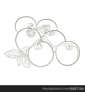 Tomatoes. outline illustration with fresh ripe whole tomatoes with basil leaves.