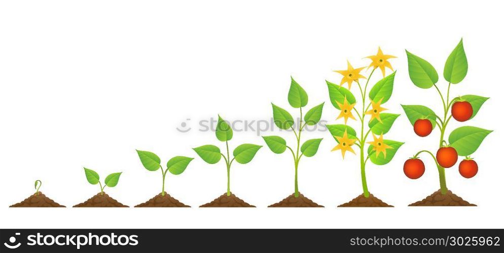 Tomatoes seedling and growing. Tomatoes seedling and growing. Vector edible tomato plant planting and growth with flowers and crop isolated on white background