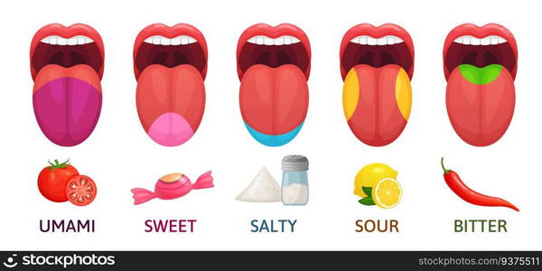 Five basic lingual areas such as umami, salty, sour, sweet, spicy ...