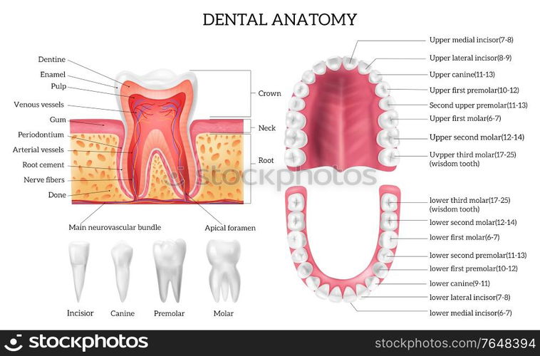 Tooth anatomy infographics with labelled teeth types and oral cavity