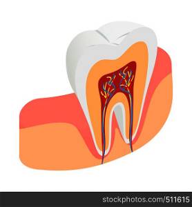 Tooth cross section icon in isometric 3d style on a white background . Tooth cross section icon, isometric 3d style