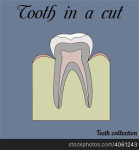 tooth in a cut - molar - tooth anatomy - dentine, enamel, pulp, root, vector for design or printing. tooth in a cut