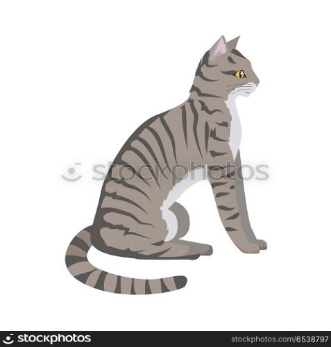 Toyger Cat Vector Flat Design Illustration. Toyger cat breed. Cute tabby cat seating flat vector illustration isolated on white background. Purebred pet. Domestic friend and companion animal. For pet shop ad, animalistic hobby concept, breeding. Toyger Cat Vector Flat Design Illustration