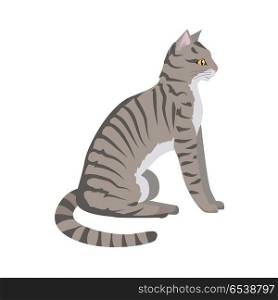 Toyger Cat Vector Flat Design Illustration. Toyger cat breed. Cute tabby cat seating flat vector illustration isolated on white background. Purebred pet. Domestic friend and companion animal. For pet shop ad, animalistic hobby concept, breeding. Toyger Cat Vector Flat Design Illustration