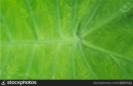 Tracing image of green leaf for background