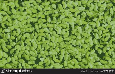 Tracing of duckweed on water for background