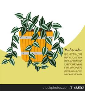 Tradescantia indoor plant in pot banner template, vector illustration. Tradescantia plant in pot banner