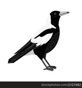 Traditional magpie. Cartoon flying bird, beautiful character of ornithology, vector illustration of crow with white feathers isolated on white background. Traditional magpie bird