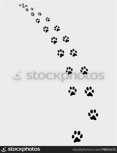 trail of cat