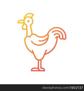 Transylvanian chicken gradient linear vector icon. Naked neck chicken breed. Bird with featherless neck. Poultry farm. Thin line color symbol. Modern style pictogram. Vector isolated outline drawing. Transylvanian chicken gradient linear vector icon