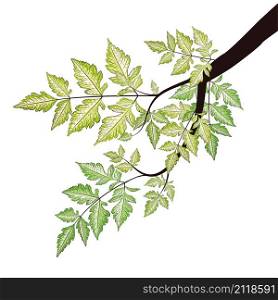 Tree branch with decorative green summer leaves illustration.