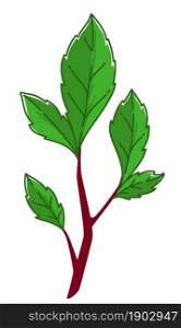Tree branch with green leaves, foliage and sprouts. Isolated herbal botany. Summer or spring season decoration. Gardening and growing seedlings, organic and eco sign or symbol. Vector in flat style. Branch with leaves, ecology and gardening vector
