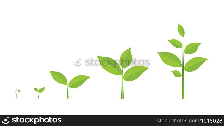 Tree growth diagram with green leaf, nature plant. Vector illustration in flat style. Phases plant growing.