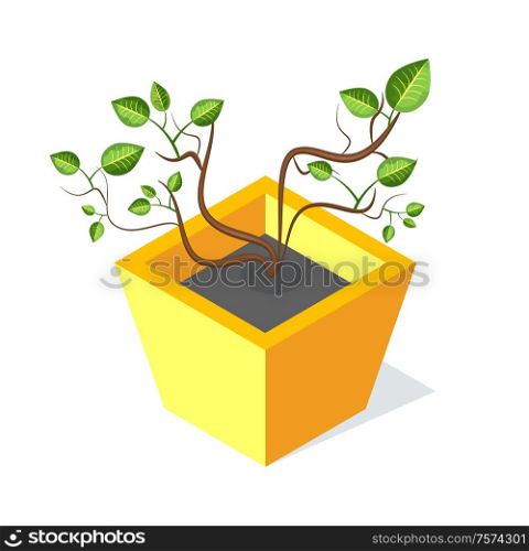 Tree in square shape flower-pot, vector green leaves isolated. Plant with stem and foliage, botanical decorative cartoon eco element on white. Tree in Square Shape Flower-Pot, Vector Green Leaf