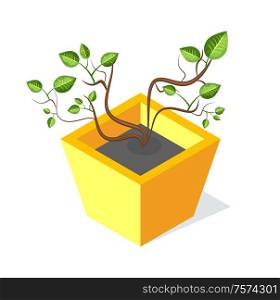 Tree in square shape flower-pot, vector green leaves isolated. Plant with stem and foliage, botanical decorative cartoon eco element on white. Tree in Square Shape Flower-Pot, Vector Green Leaf