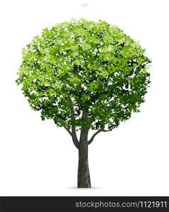 Tree isolated on white background with soft shadow. Use for landscape design, architectural decorative. Park and outdoor object idea for natural article both on print and website. Vector illustration.