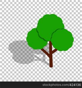 Tree isometric icon 3d on a transparent background vector illustration. Tree isometric icon