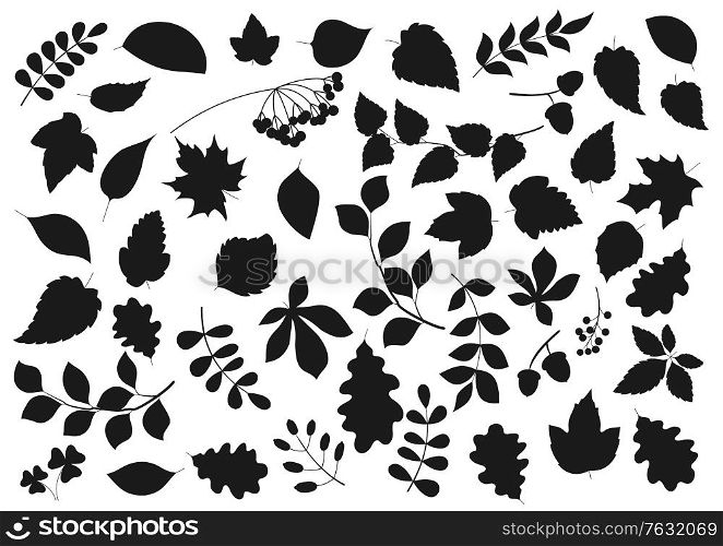 Tree leaves and plant seeds isolated nature and flora silhouette icons. Vector forest tree leaf of maple, birch, elm and chestnut, poplar, rowan berries and oak acorns, aspen and poplar sprout twigs. Leaf silhouettes, tree leaves and seeds icons