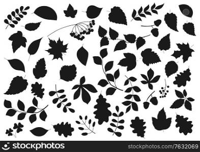 Tree leaves and plant seeds isolated nature and flora silhouette icons. Vector forest tree leaf of maple, birch, elm and chestnut, poplar, rowan berries and oak acorns, aspen and poplar sprout twigs. Leaf silhouettes, tree leaves and seeds icons