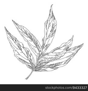 Tree or plant leaf, isolated flower arrangement or composition. Floral decoration, twig or branch. Nature and biodiversity, park or garden. Monochrome sketch outline. Vector in flat style illustration. Plant or tree leaf, monochrome sketch outline
