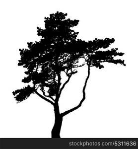Tree Silhouette Isolated on White Backgorund. Vecrtor Ill. Tree Silhouette Isolated on White Backgorund. Vecrtor Illustration. EPS10