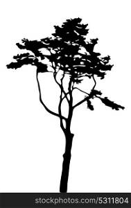 Tree Silhouette Isolated on White Backgorund. Vecrtor Ill. Tree Silhouette Isolated on White Backgorund. Vecrtor Illustration. EPS10