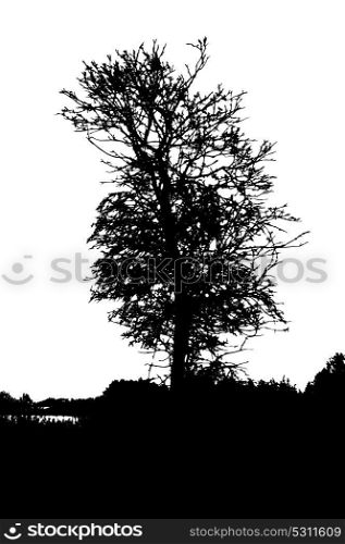 Tree Silhouette Isolated on White Backgorund. Vecrtor Illustration. EPS10