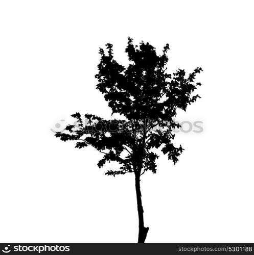 Tree Silhouette Isolated on White Backgorund. Vecrtor Illustration. EPS10. Tree Silhouette Isolated on White Backgorund. Vecrtor Illustrati