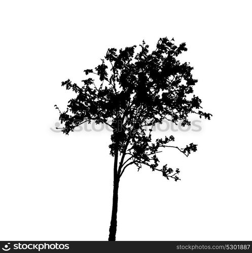 Tree Silhouette Isolated on White Backgorund. Vecrtor Illustration. EPS10. Tree Silhouette Isolated on White Backgorund. Vecrtor Illustrati