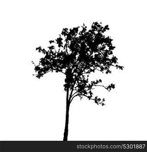 Tree Silhouette Isolated on White Backgorund. Vecrtor Illustration. EPS10. Tree Silhouette Isolated on White Backgorund. Vecrtor Illustrati
