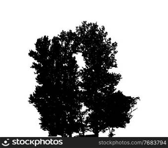 Tree Silhouette Isolated on White Backgorund. Vecrtor Illustration. EPS10. Tree Silhouette Isolated on White Backgorund. Vecrtor Illustration