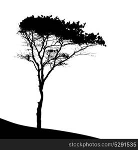 Tree Silhouette Isolated on White Backgorund. Vecrtor Illustration. Tree Silhouette Isolated on White Backgorund. Vecrtor Illustrati