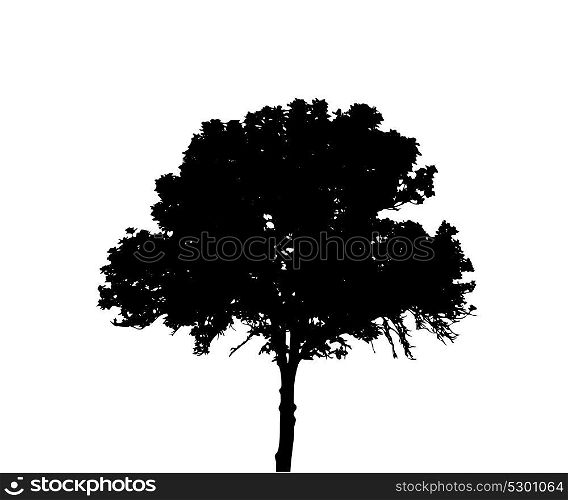 Tree Silhouette Isolated on White Backgorund. Vector Illustration. EPS10. Tree Silhouette Isolated on White Backgorund. Vector Illustration