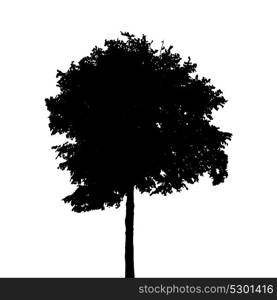 Tree Silhouette Isolated on White Background. Vector Illustration. EPS10. Tree Silhouette Isolated on White Background. Vector Illustratio