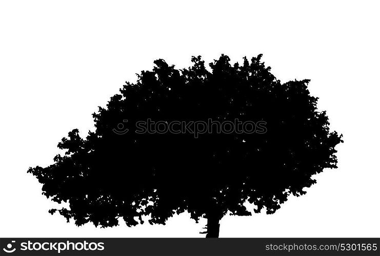 Tree Silhouette Isolated on White Background. Vector Illustration. EPS10. Tree Silhouette Isolated on White Background. Vector Illustratio