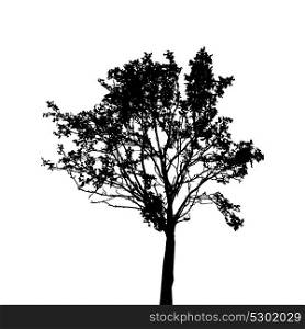 Tree Silhouette Isolated on White Background. Vector Illustration. EPS10. Tree Silhouette Isolated on White Background. Vector Illustratio