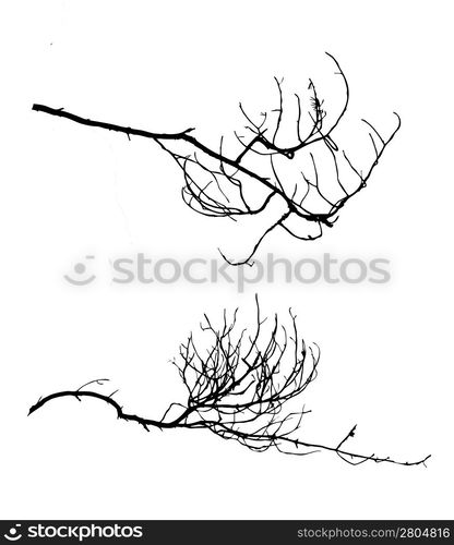 tree silhouette on white background, vector illustration