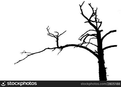 tree silhouette on white background, vector illustration