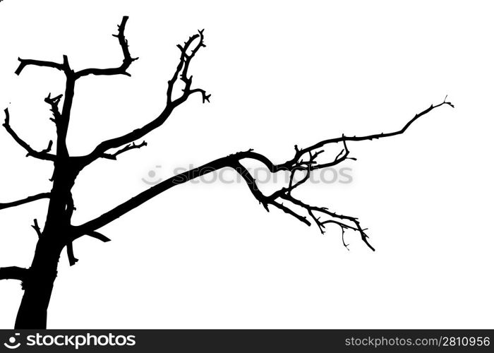 tree silhouette on white background, vector illustration