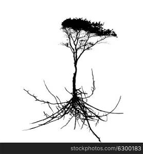 Tree Silhouette with root system Isolated on White Background. Vector Illustration. EPS10. Tree Silhouette with root system Isolated on White Background. V