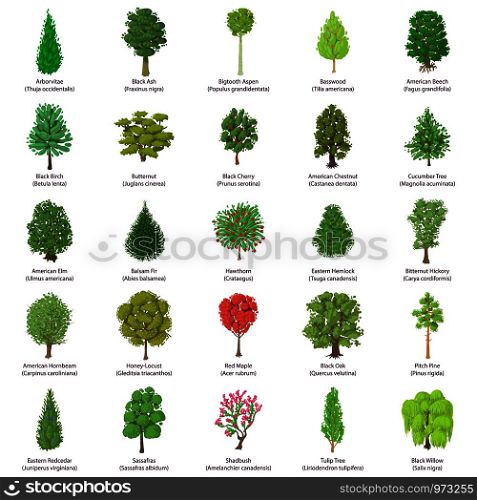 Tree types icons set. Isometric illustration of 25 tree types vector icons for web. Tree types icons set, isometric style